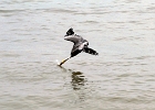 PVR2014 (17)  Diving pelican